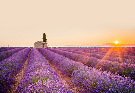 Lavender fields at sunset with a stone house in Provence | MSC Cruises Lavender fields at sunset with a stone house in Provence | MSC Cruises